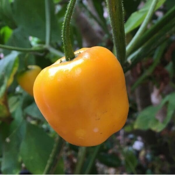Semillas de rocoto manzano para una siembra sencilla