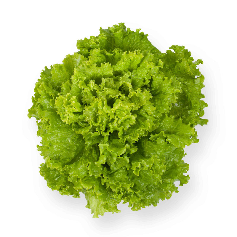 Lactuca sativa romaine lettuce samen für aussaat in gemüse patch and kitchen garten