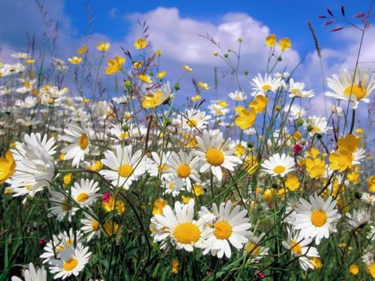 Roman Chamomile Chamaemelum nobile Samen for Aussaat