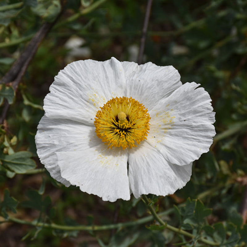 Romneya coulteri matilija poppy samen for anpflanzung
