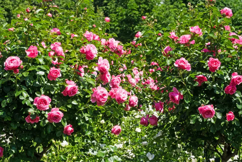 Rosier arbre, graines de fleurs à semer, aimant le soleil, variété traditionnelle et sans OGM, graines pour jardin familial