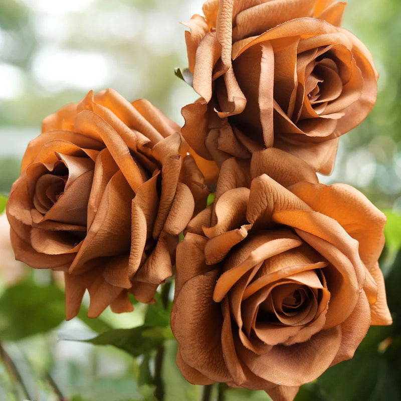 Rose braun flowering samen for anpflanzung – elegant garten blooms