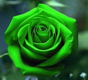 Rose blume samen for easy anpflanzung