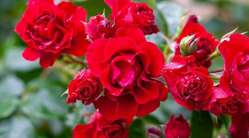 Rot edge rose samen for anpflanzung