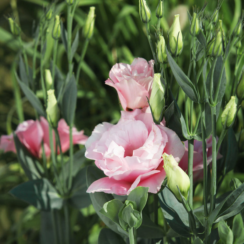 Rosa weiß eustoma (lisianthus) blume samen for anpflanzung - shade tolerant, heirloom & gmo free samen for home garten
sale for anpflanzung in home garten