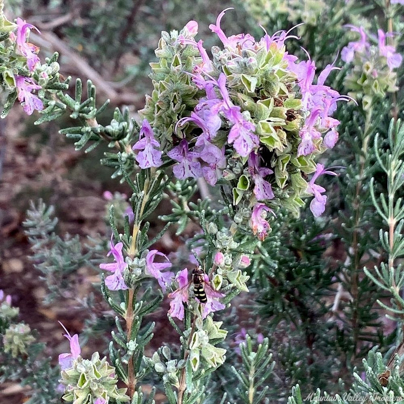 Semillas de romero en flor rosa para sembrar – larga temporada de floración – variedad tradicional y semillas sin ingeniería genética para el jardín doméstico
