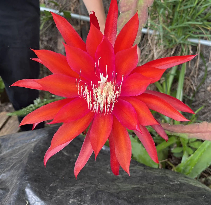 Semillas de flores de Epiphyllum rojo para sembrar, tolerantes a la semisombra, variedad tradicional y sin ingeniería genética, semillas para el jardín doméstico
