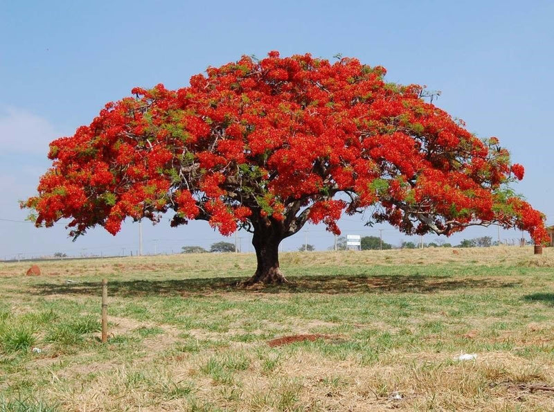 Rot jacaranda blume samen for anpflanzung wildflower mix heirloom & gmo free samen for home garten
sale for anpflanzung in home garten