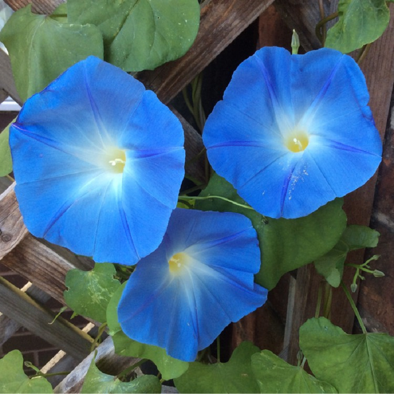 Semillas de flores Moon azul gigante para sembrar: semillas de flores de alta calidad para jardines de colores intensos
