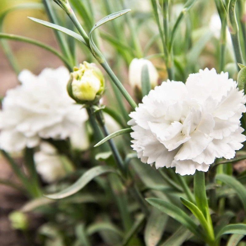 Semillas de flores de claveles blancos para sembrar, ideales para parterres, variedad tradicional y sin transgénicos, semillas para jardín doméstico