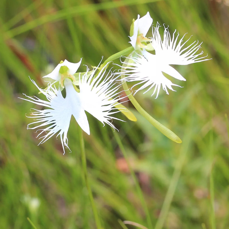 Semillas de flores Egret blancas para sembrar, tolerantes a la sequía – variedad tradicional y sin transgénicos, semillas para el jardín doméstico