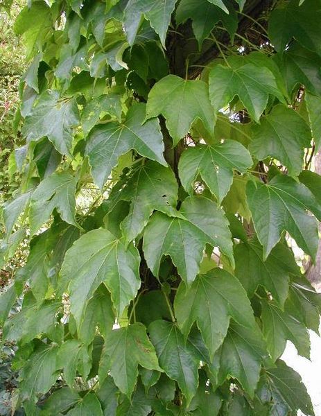 Semillas de flores de Parthenocissus Tricuspidata para siembra, esencial en jardines de estilo rústico, variedad tradicional y sin ingeniería genética, semillas para el jardín doméstico
