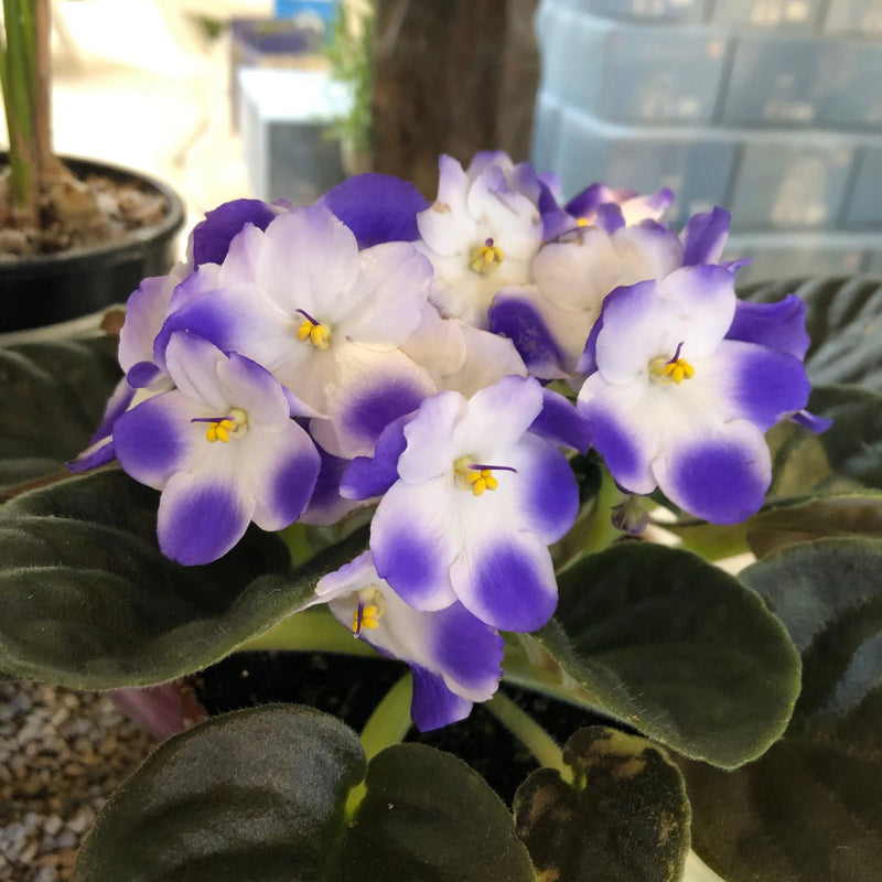 Saintpaulia weiß violet blume samen for indoor anpflanzung