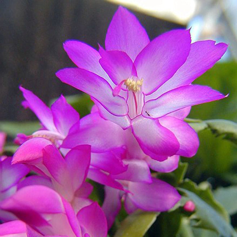 Close-up of lila schlumbergera blooms
