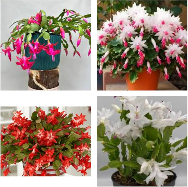 Schlumbergera blume samen for anpflanzung