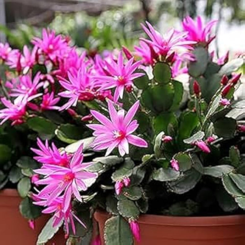 Schlumbergera Samen for indoor and balcony Gartenarbeit