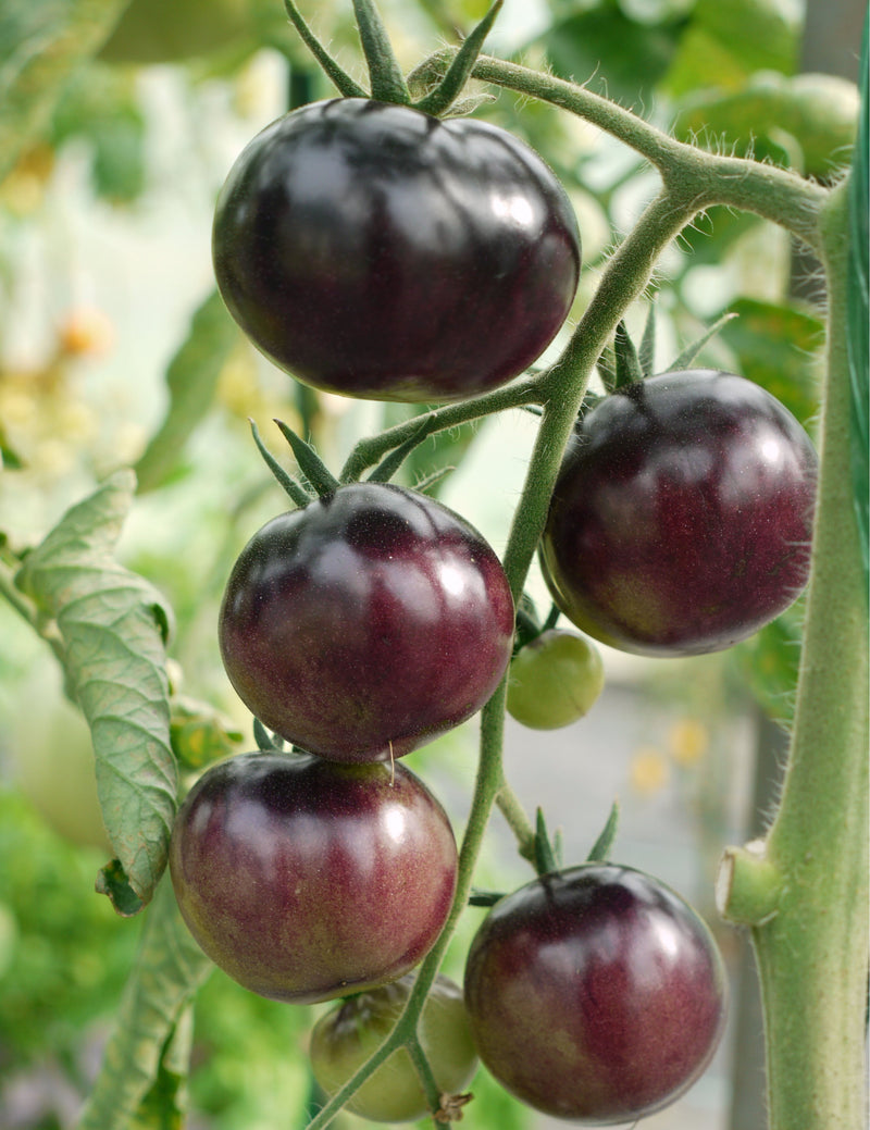 Graines de tomate noire à planter