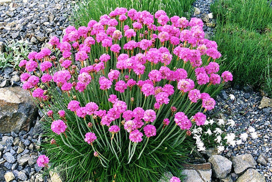 Sea Thrift Armeria Maritima gentechnikfrei Samen for Aussaat