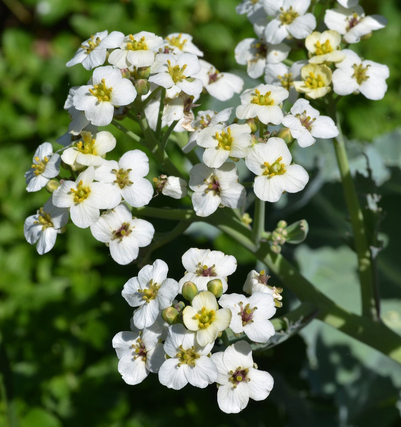 Seakale blume samen