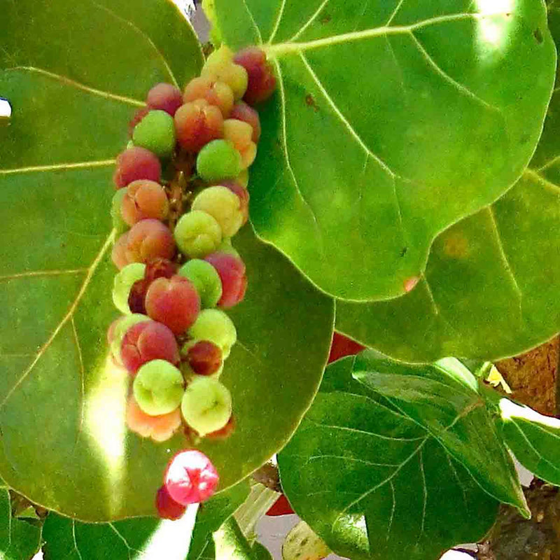 Semillas de uva de mar para plantar fácilmente