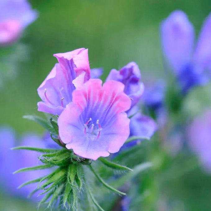 Semillas de flores rosa de Rose Bedder para siembra – populares en el jardín – variedad tradicional y sin ingeniería genética, semillas para el jardín doméstico
