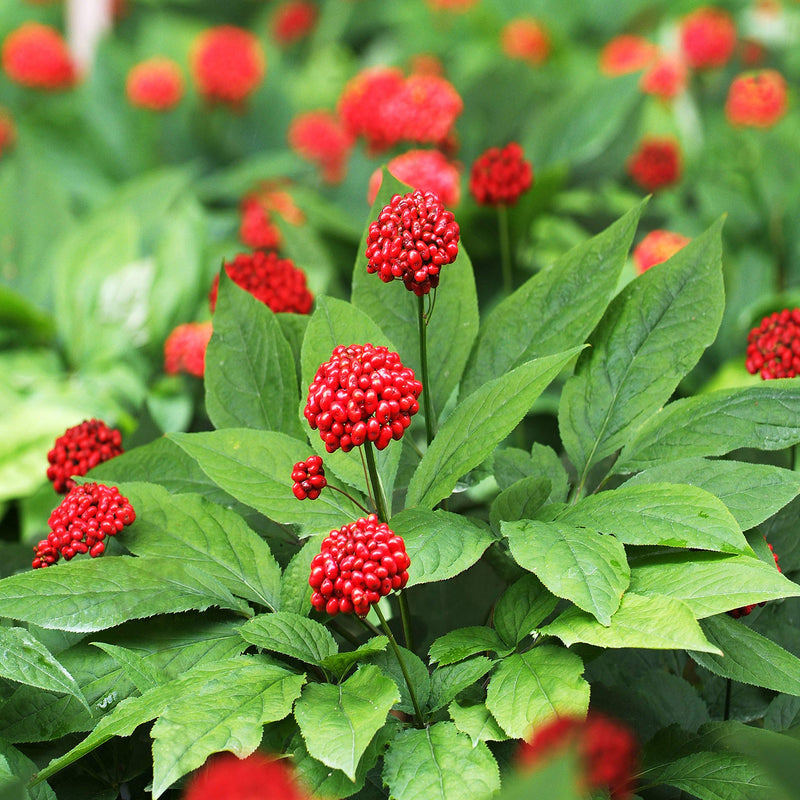 Non GMO Korean Ginseng Samen