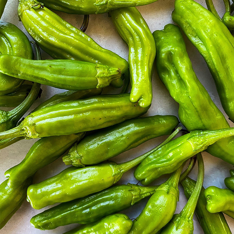 Shishito pepper samen (capsicum annuum) für home gemüse garten aussaat