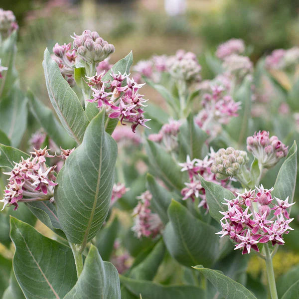 Asclepias (asclepias speciosa) samen for anpflanzung in home garten