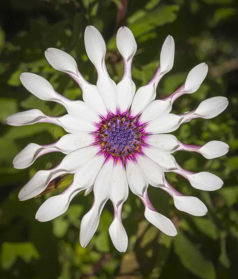 Shrubby daisybush samen for anpflanzung