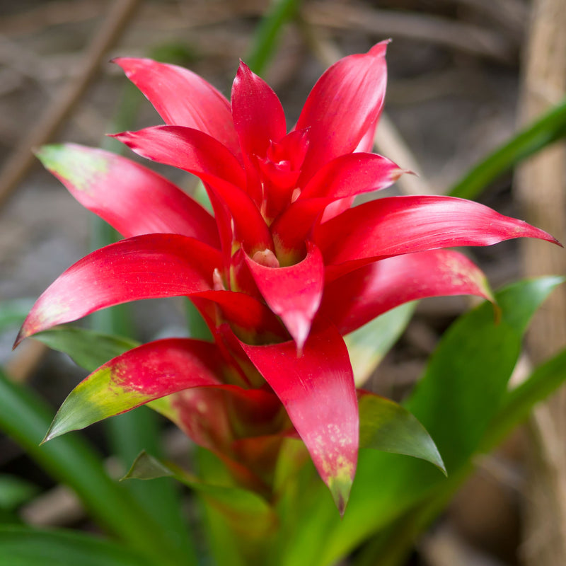 broméliacée rouge graines de fleurs à semer très appréciée au jardin variété traditionnelle et sans OGM graines pour jardin familial