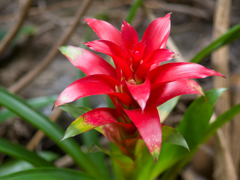 Broméliacée rouge – graines de plante colorées à semer en intérieur et en extérieur