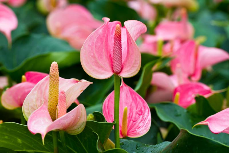 Graines de fleur flamant rose Andraeanum Rosa à semer, faciles à entretenir, variété traditionnelle et sans OGM, pour le jardin familial