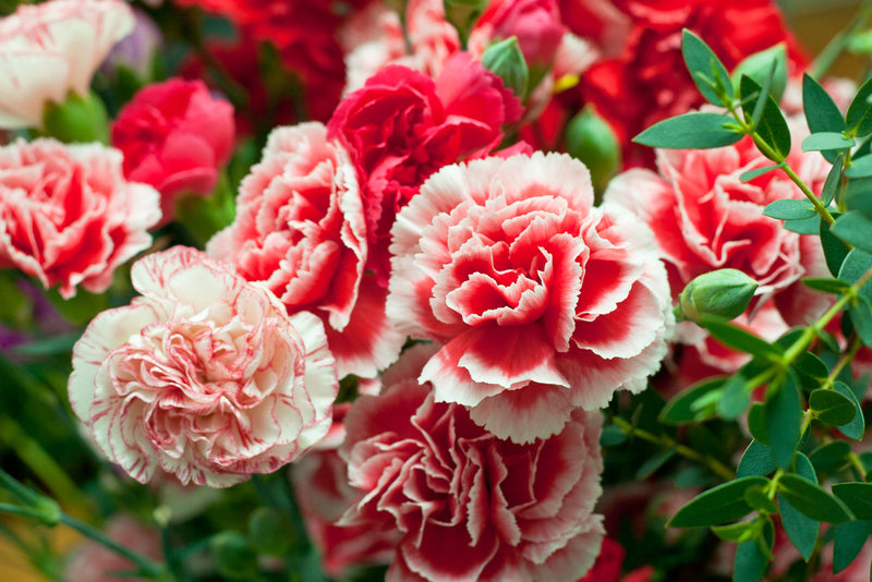 Semillas de flores de clavel blancas y rojas, luminosas y coloridas, para exhibiciones de jardín