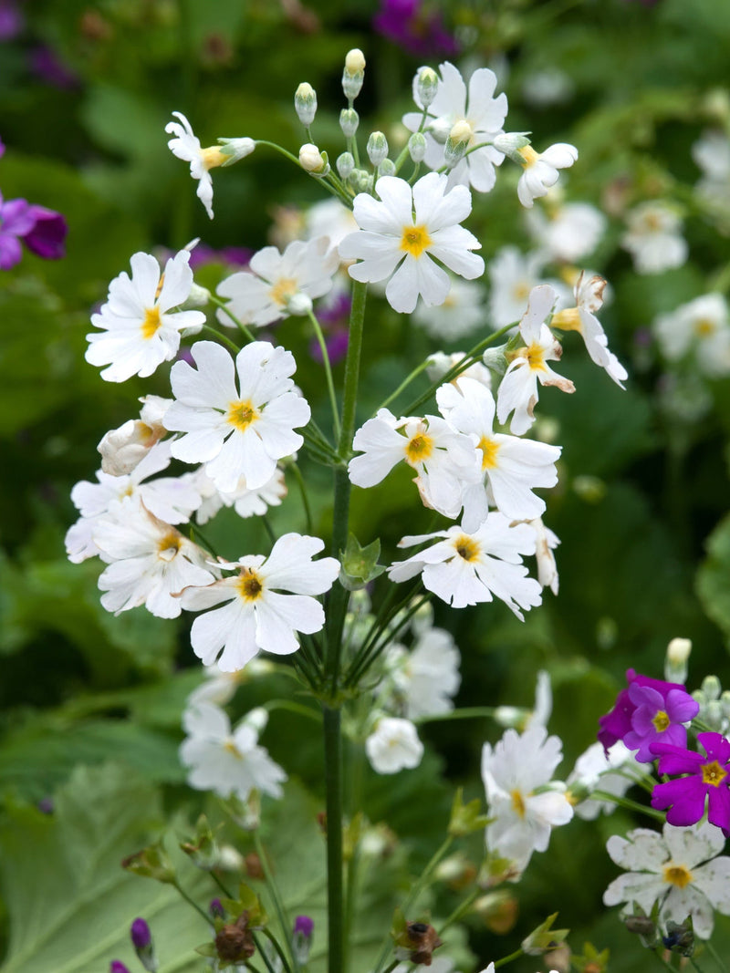 Weiß & gelb primula malacoides blume samen for anpflanzung - seasonal bloomer, heirloom & gmo free samen for home garten
sale samen for anpflanzung in home garten