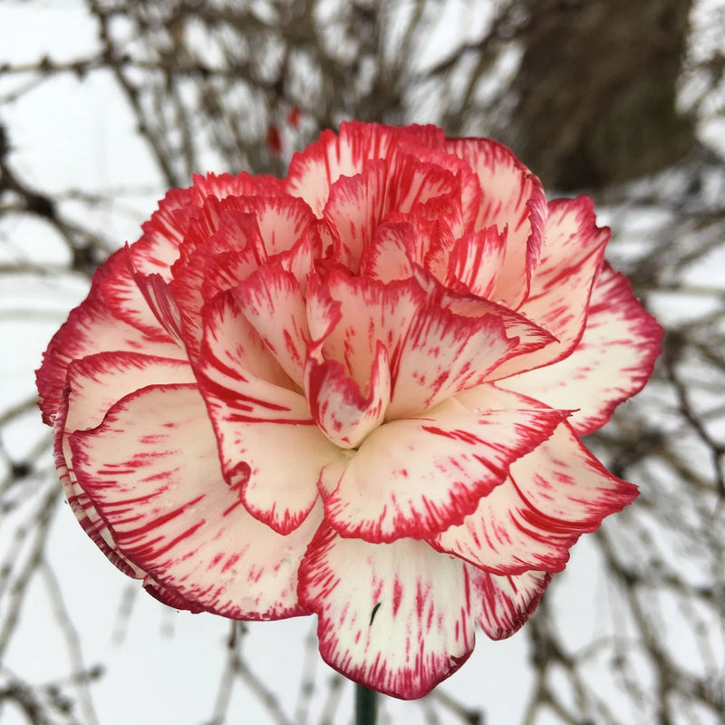 Semillas de flores de clavel blanco y rojo para sembrar, popular en el jardín, variedad tradicional y sin organismos modificados genéticamente, semillas para el jardín doméstico