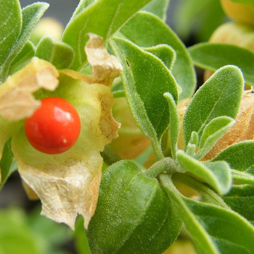 Semillas de flores de ashwagandha para siembra, mezcla de flores silvestres, variedad tradicional y sin OGM, semillas para jardín doméstico