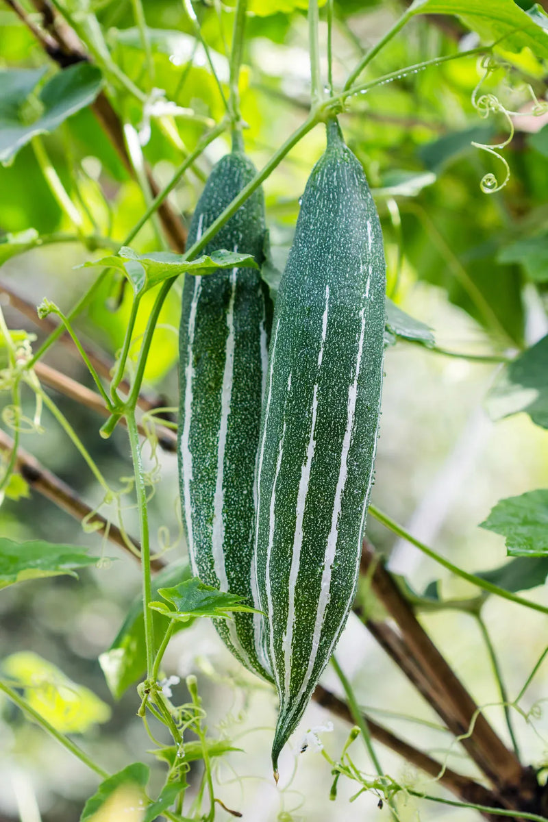 Semillas de Trichosanthes cucumerina para cultivar verduras