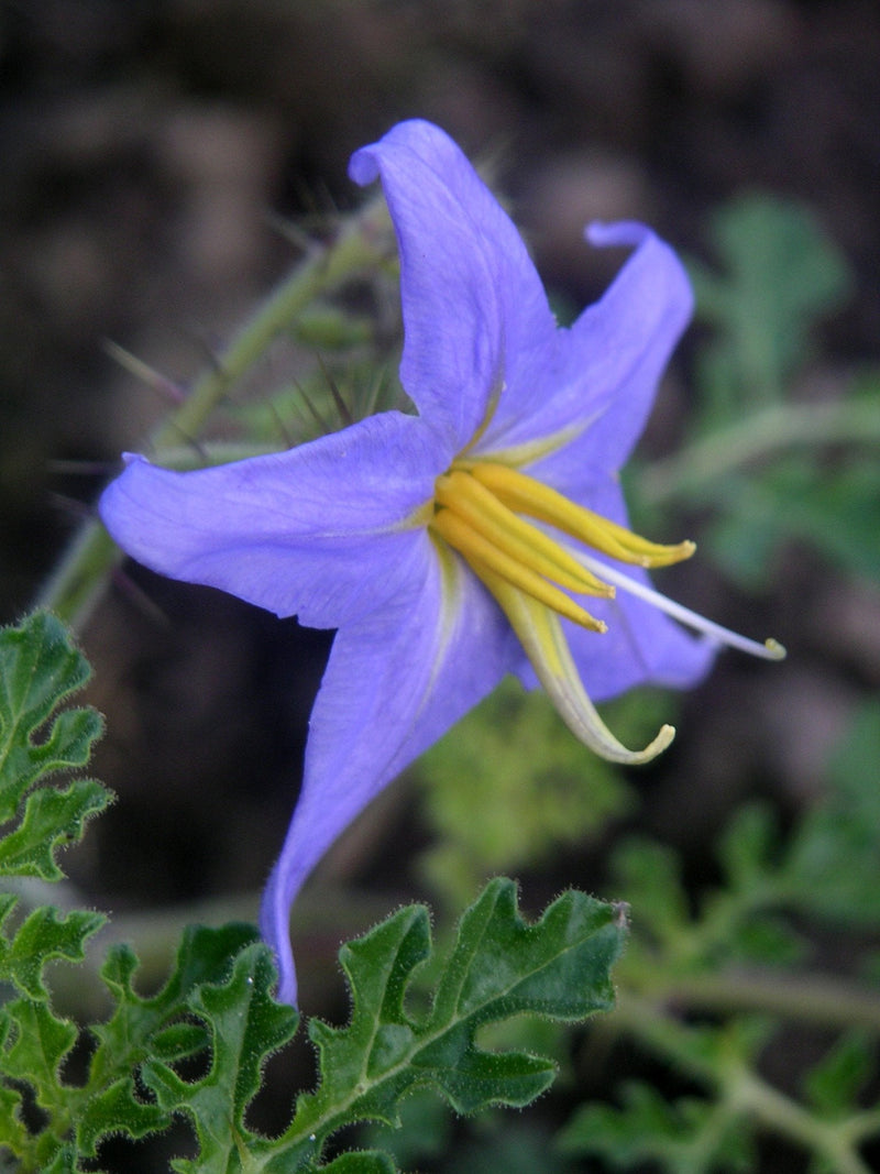 Solanum blume samen for colorful garten blooms