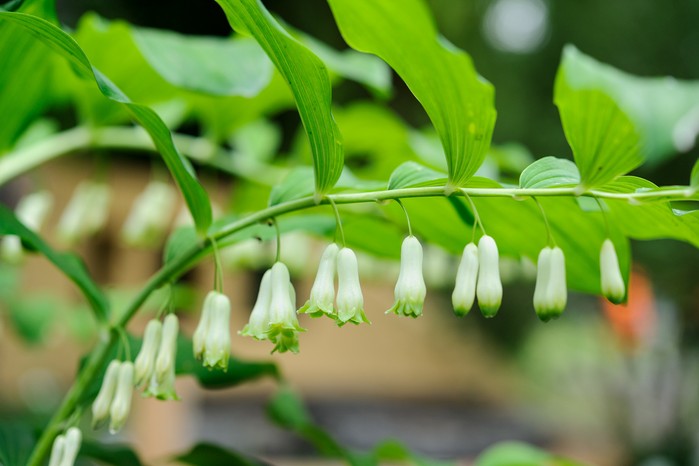 Solomon's pflanze samen for vibrant garten blooms