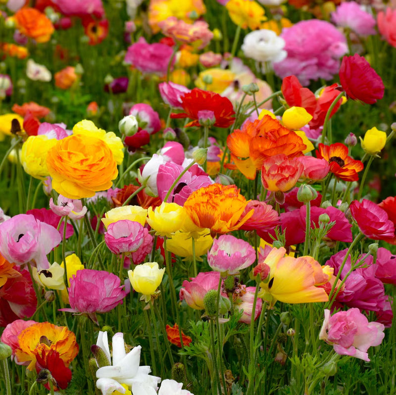 Graines de renoncule Persian Buttercup à semer – aime le soleil – variété traditionnelle et sans OGM, graines pour le jardin familial