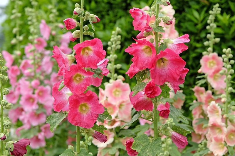 Graines de fleurs de rose trémière rose pâle à semer – longue saison de floraison – variété traditionnelle et graines sans OGM pour le jardin familial