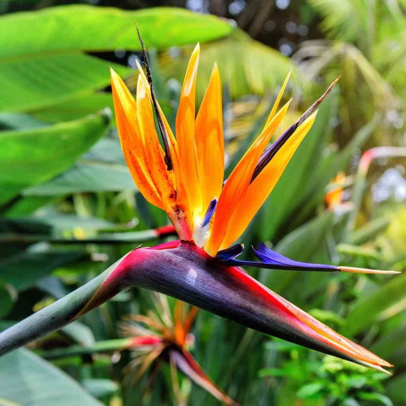 How to pflanze strelitzia blume samen