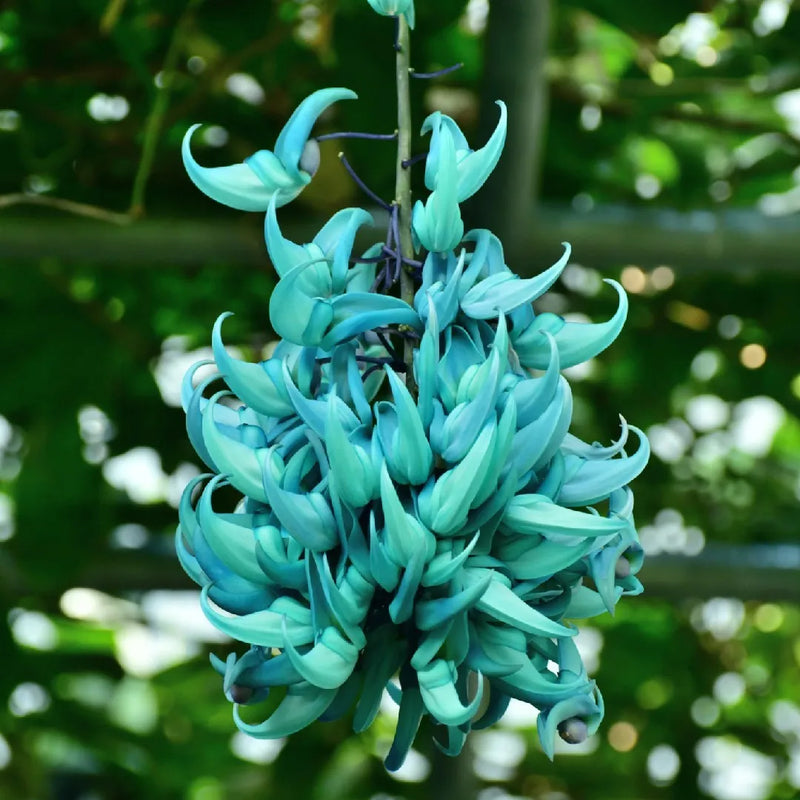 Strongylodon macrobotrys light grün blume samen for anpflanzung