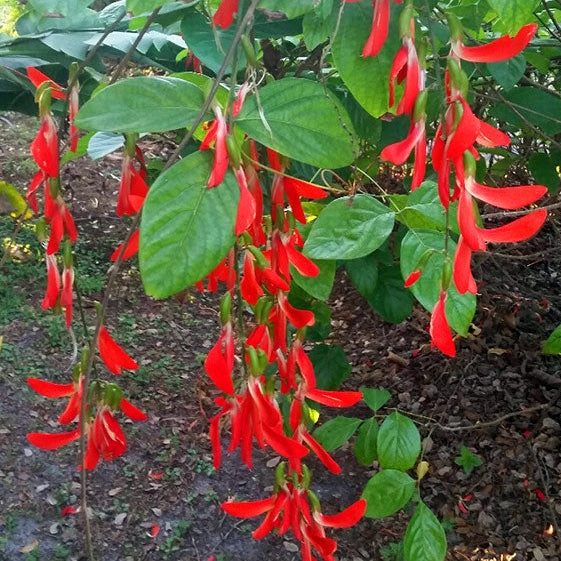 Rot strongylodon macrobotrys samen for trellises and garten beds