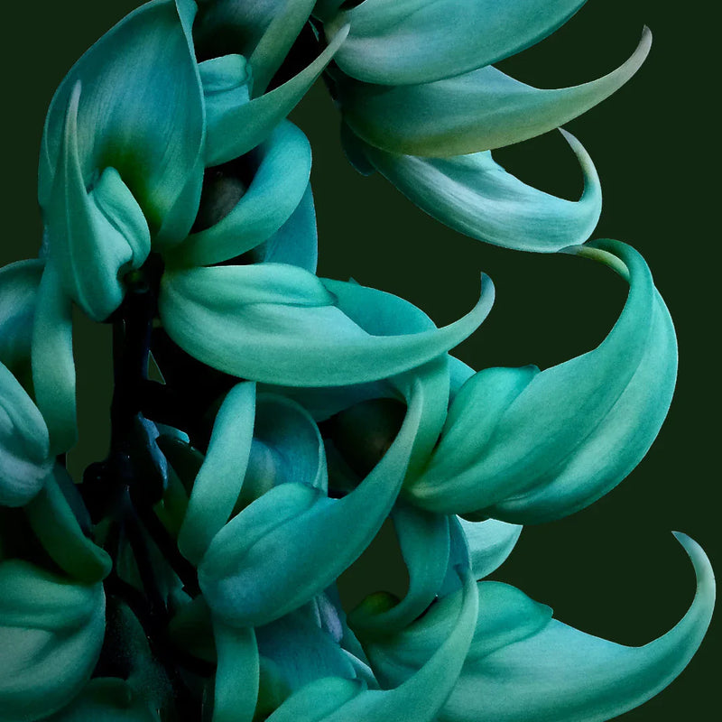 Strongylodon sky blau blume clusters
