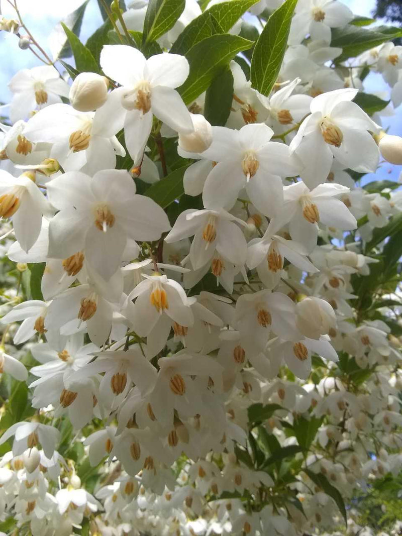 Semillas de flores de campanillas blancas para sembrar – favorables para los polinizadores – variedad tradicional y semillas sin transgénicos para el jardín doméstico
