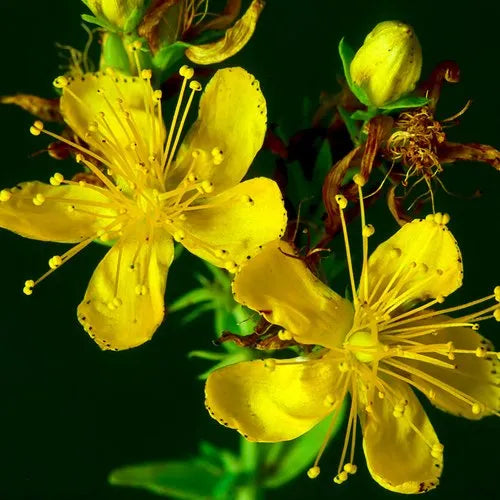 Variedad tradicional de hipérico, semillas de flores para siembra, variedad resistente, variedad tradicional y sin organismos modificados genéticamente, semillas para jardín doméstico