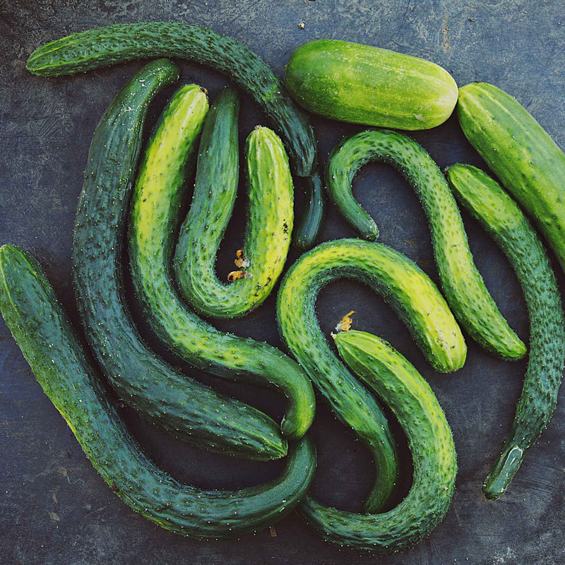 Long crisp cucumbers gezogen aus suyo long samen