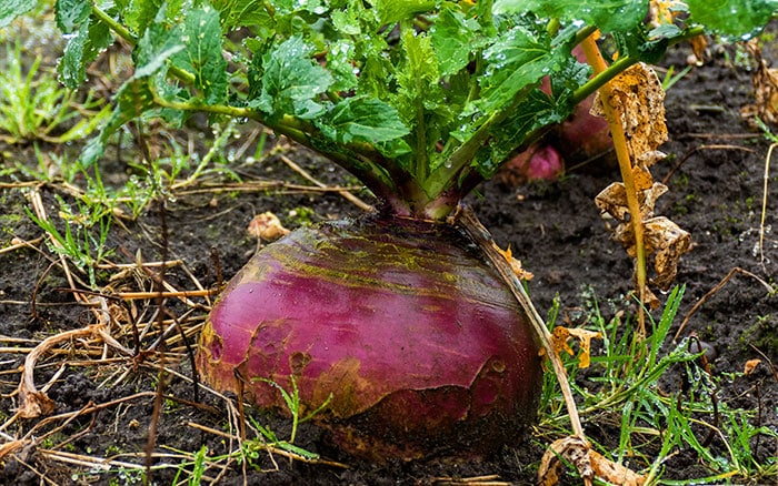 Swede samen suitable für home gardens and raised beds