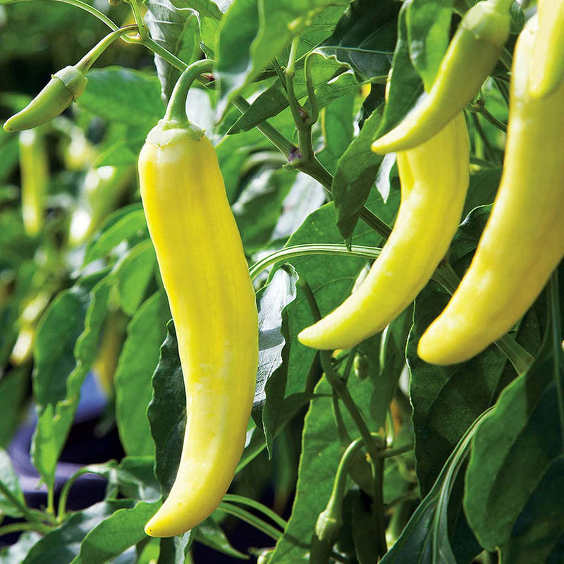 Süße banana pepper samen (capsicum annuum) für home gemüse garten aussaat